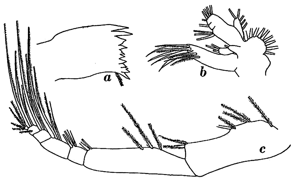 Espèce Phaenna spinifera - Planche 31 de figures morphologiques