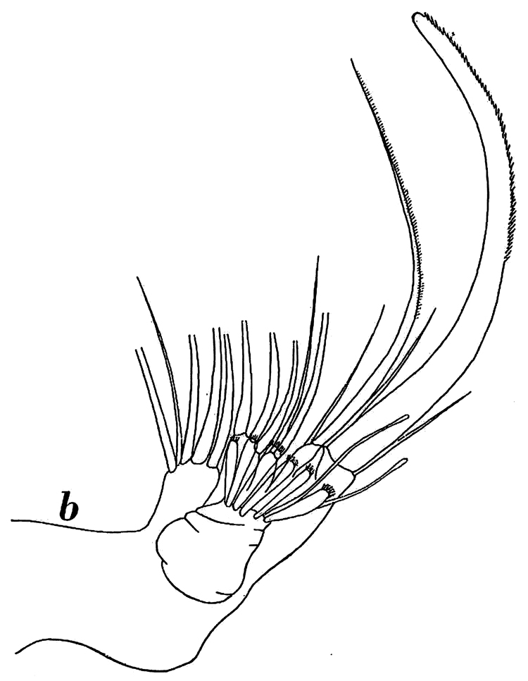 Espce Phaenna spinifera - Planche 32 de figures morphologiques