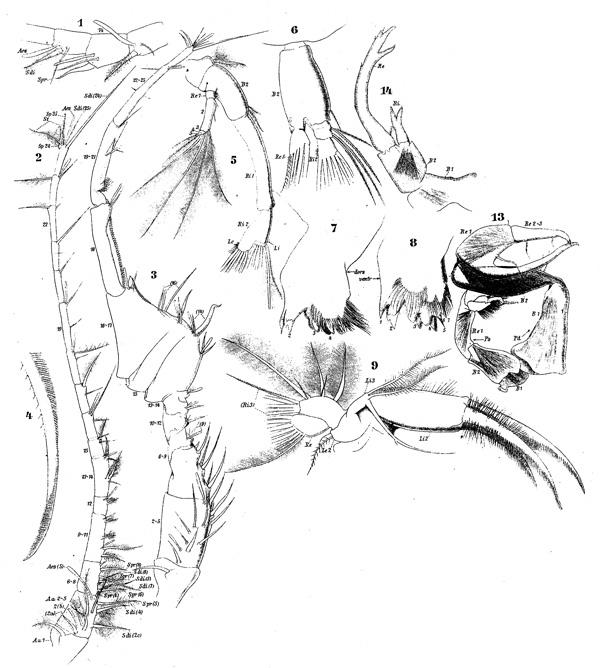 Espce Pontellopsis regalis - Planche 3 de figures morphologiques