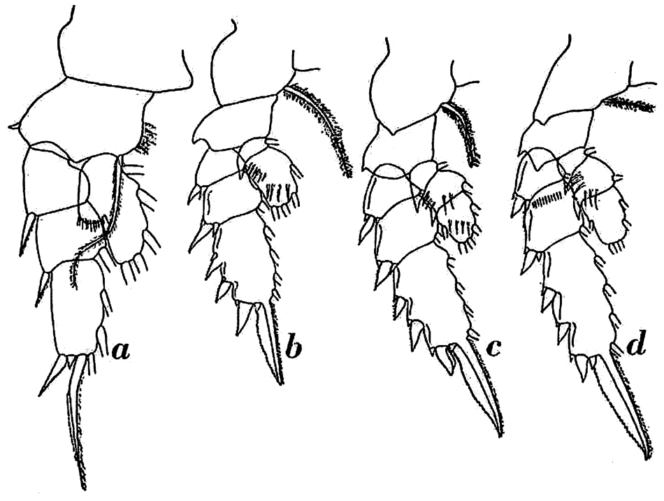 Species Phaenna spinifera - Plate 33 of morphological figures