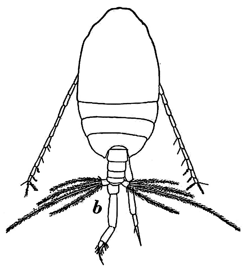 Espce Phaenna spinifera - Planche 34 de figures morphologiques