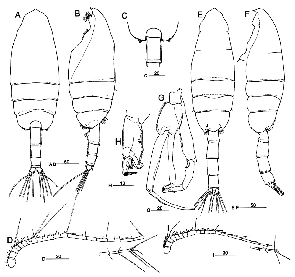 Species Paraeuchaeta russelli - Plate 7 of morphological figures