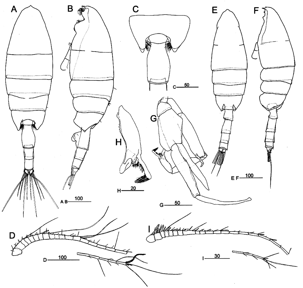 Species Paraeuchaeta elongata - Plate 12 of morphological figures