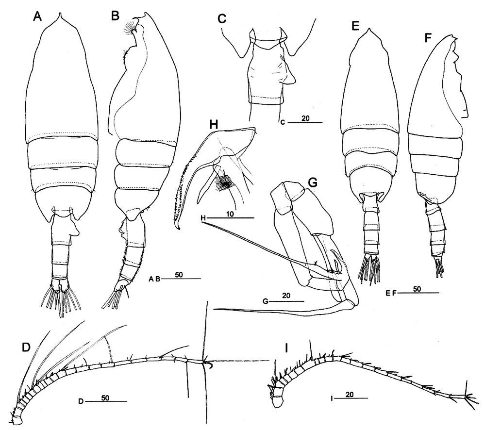 Espce Euchaeta concinna - Planche 25 de figures morphologiques