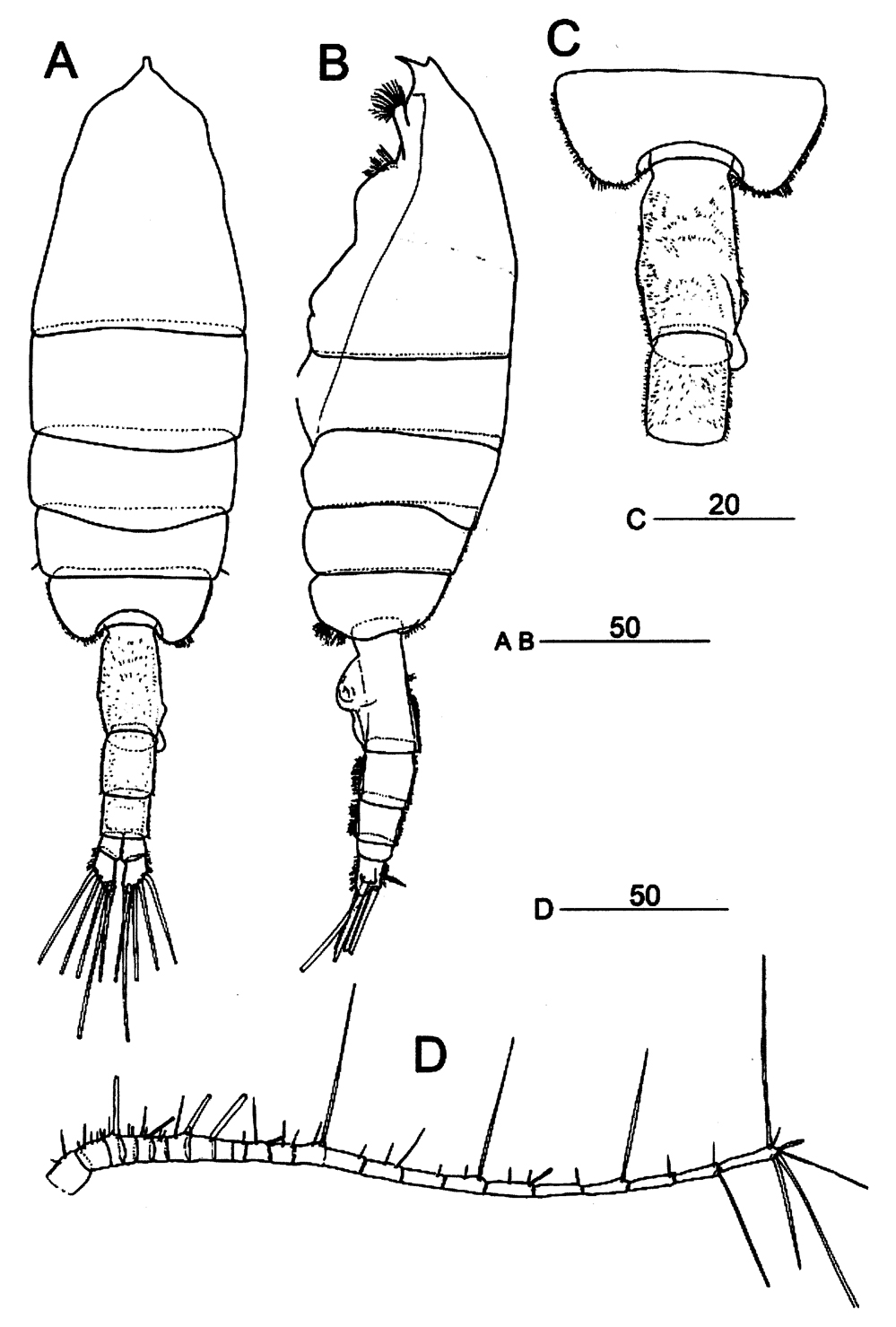 Species Euchaeta indica - Plate 10 of morphological figures