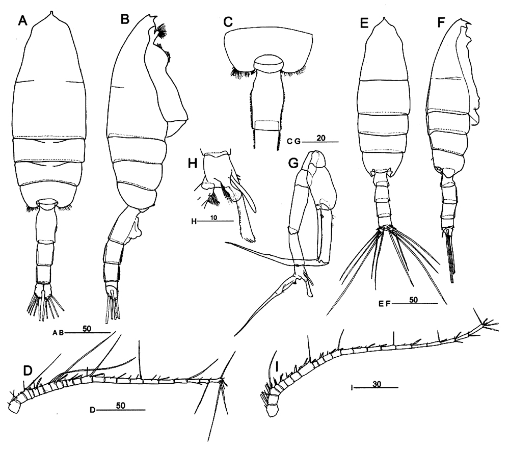 Espèce Euchaeta plana - Planche 9 de figures morphologiques