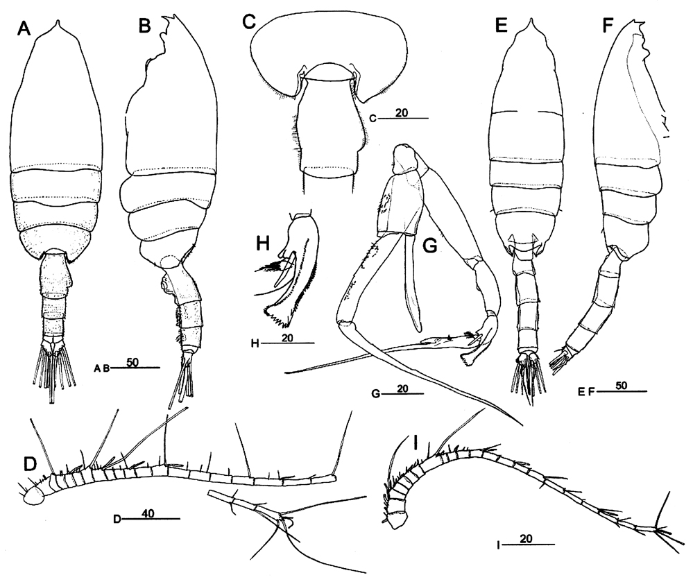 Species Euchaeta rimana - Plate 18 of morphological figures