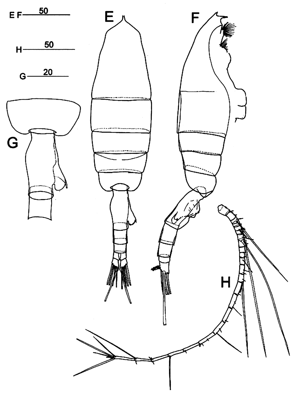 Species Euchaeta longicornis - Plate 9 of morphological figures