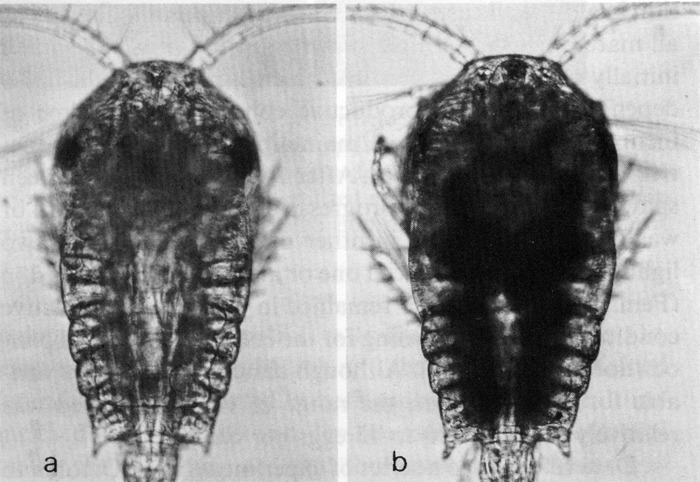 Species Temora stylifera - Plate 26 of morphological figures