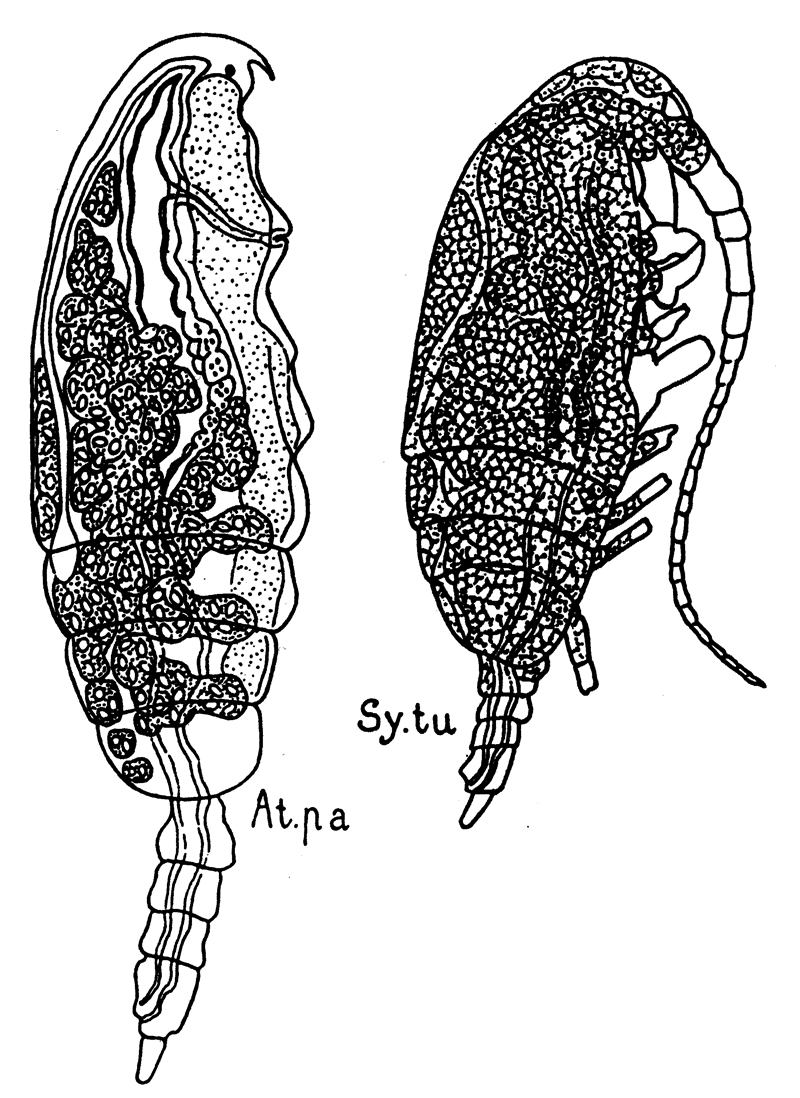 Species Paracalanus parvus - Plate 33 of morphological figures