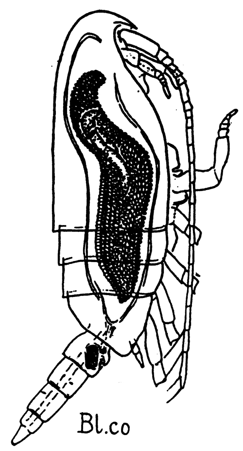 Espèce Clausocalanus furcatus - Planche 19 de figures morphologiques