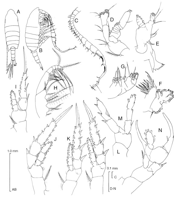 Species Centropages aucklandicus - Plate 3 of morphological figures