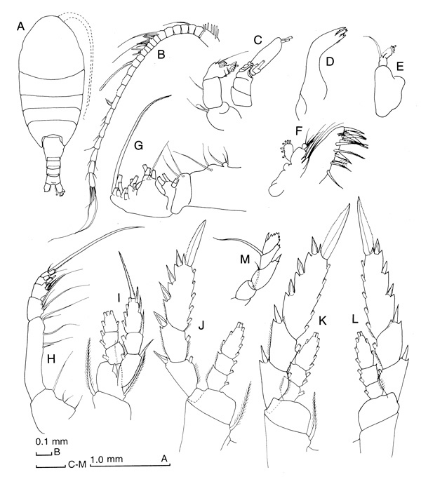 Species Nullosetigera helgae - Plate 2 of morphological figures