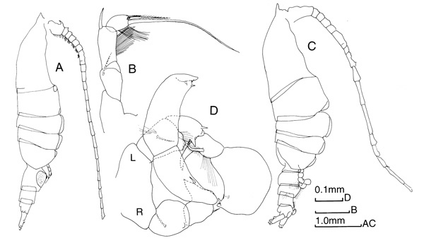 Species Pleuromamma xiphias - Plate 1 of morphological figures