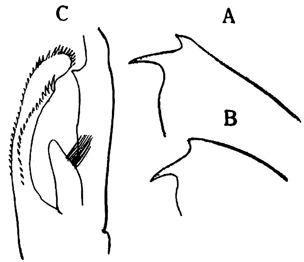 Species Euchaeta longicornis - Plate 11 of morphological figures