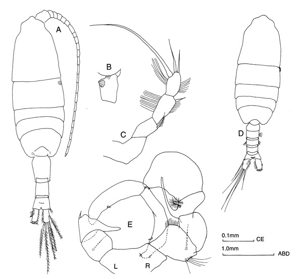 Species Pleuromamma robusta - Plate 1 of morphological figures