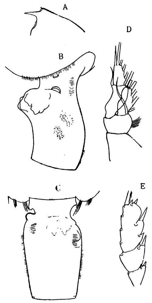 Espèce Euchaeta paraacuta - Planche 1 de figures morphologiques