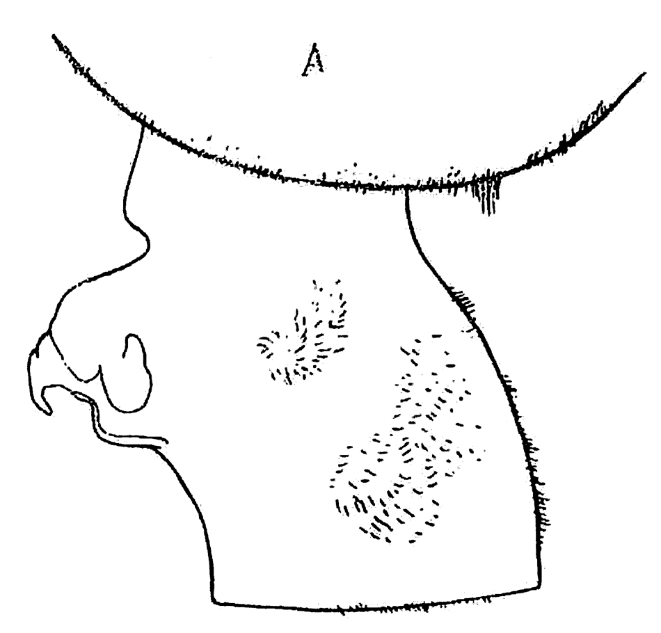 Species Euchaeta pubera - Plate 9 of morphological figures