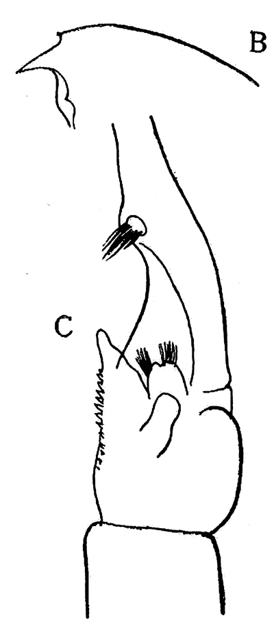 Espce Euchaeta pubera - Planche 11 de figures morphologiques