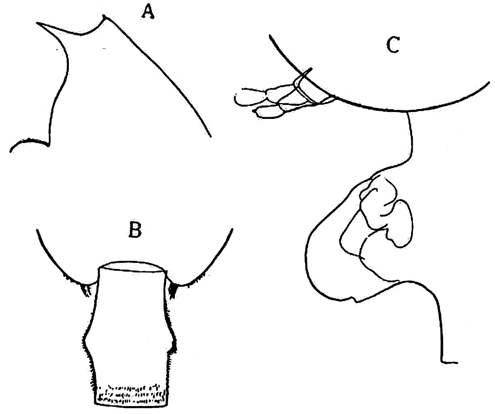 Espce Euchaeta tenuis - Planche 12 de figures morphologiques