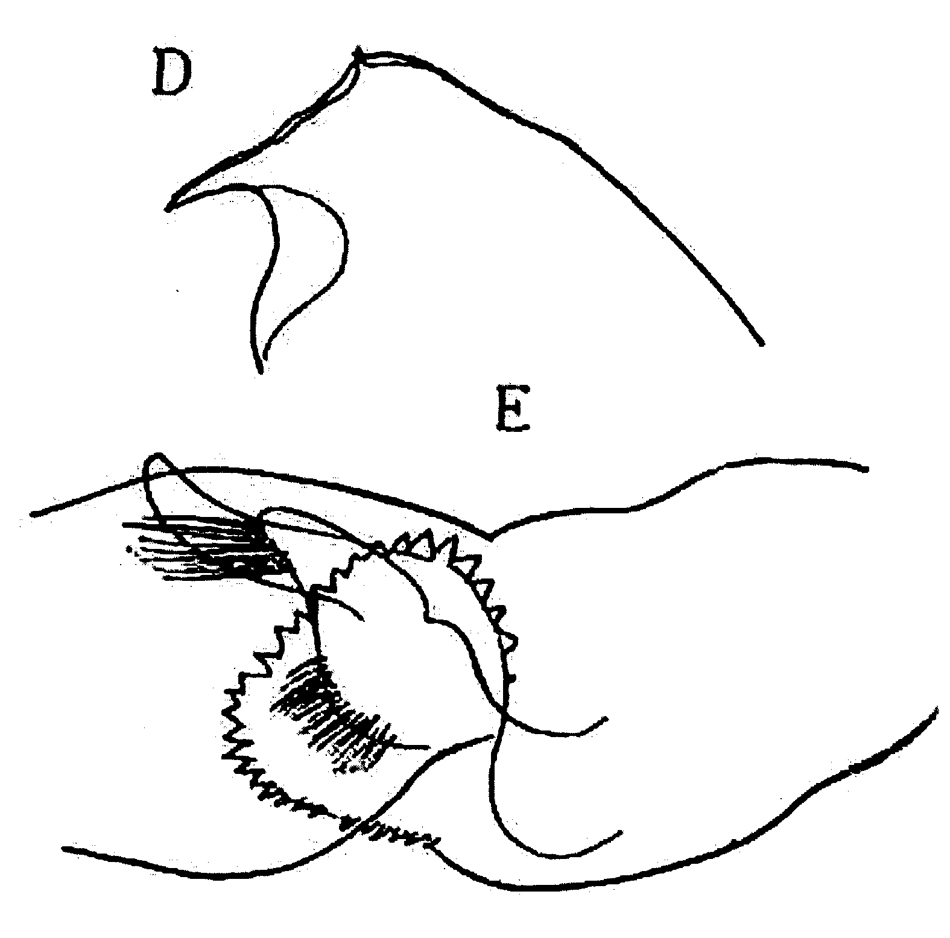 Espce Euchaeta tenuis - Planche 13 de figures morphologiques