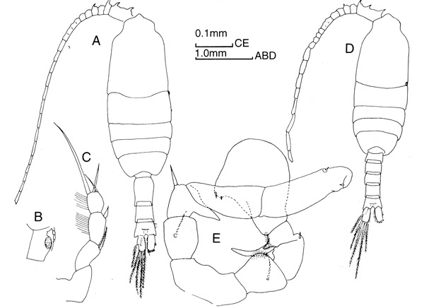Species Pleuromamma quadrungulata - Plate 1 of morphological figures