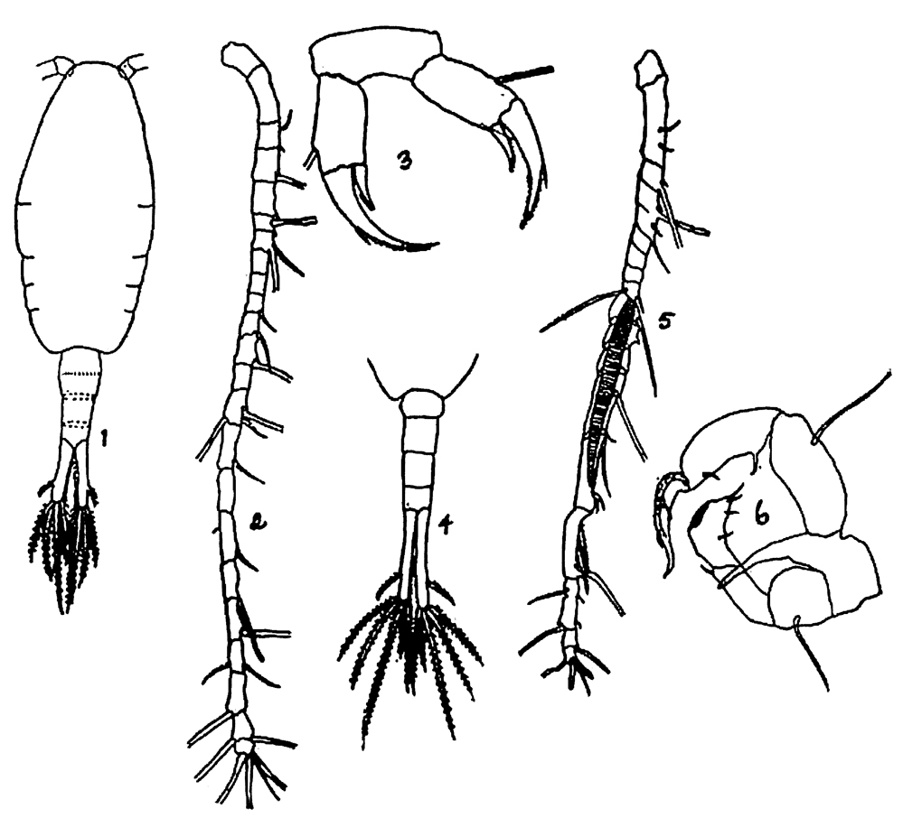 Espce Acartiella tortaniformis - Planche 3 de figures morphologiques
