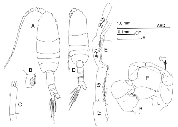 Espèce Pleuromamma piseki - Planche 1 de figures morphologiques