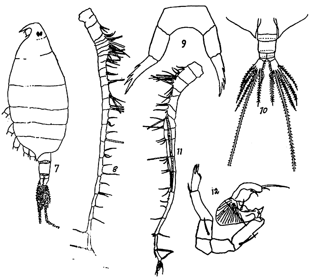 Species Labidocera euchaeta - Plate 10 of morphological figures
