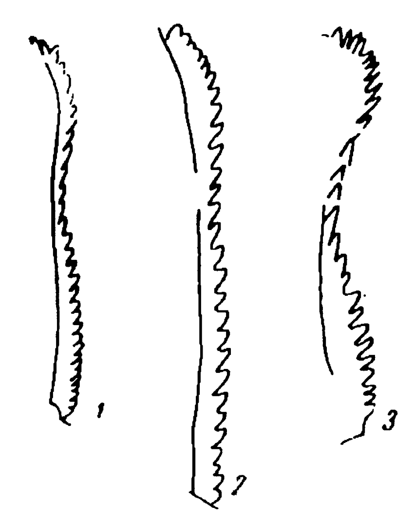 Species Calanus helgolandicus - Plate 22 of morphological figures