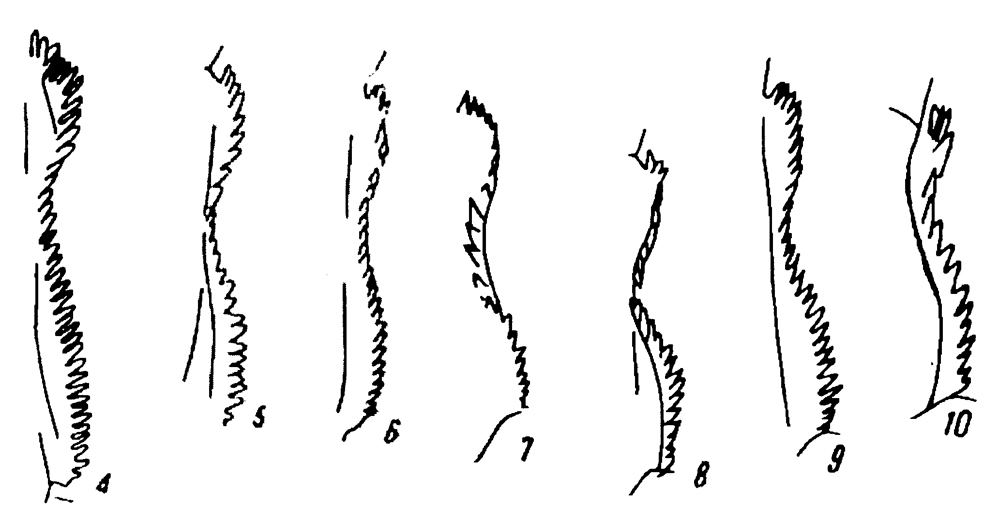 Espce Calanus pacificus - Planche 11 de figures morphologiques