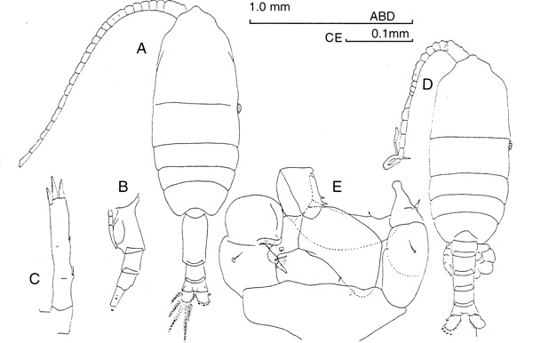 Espce Pleuromamma gracilis - Planche 1 de figures morphologiques