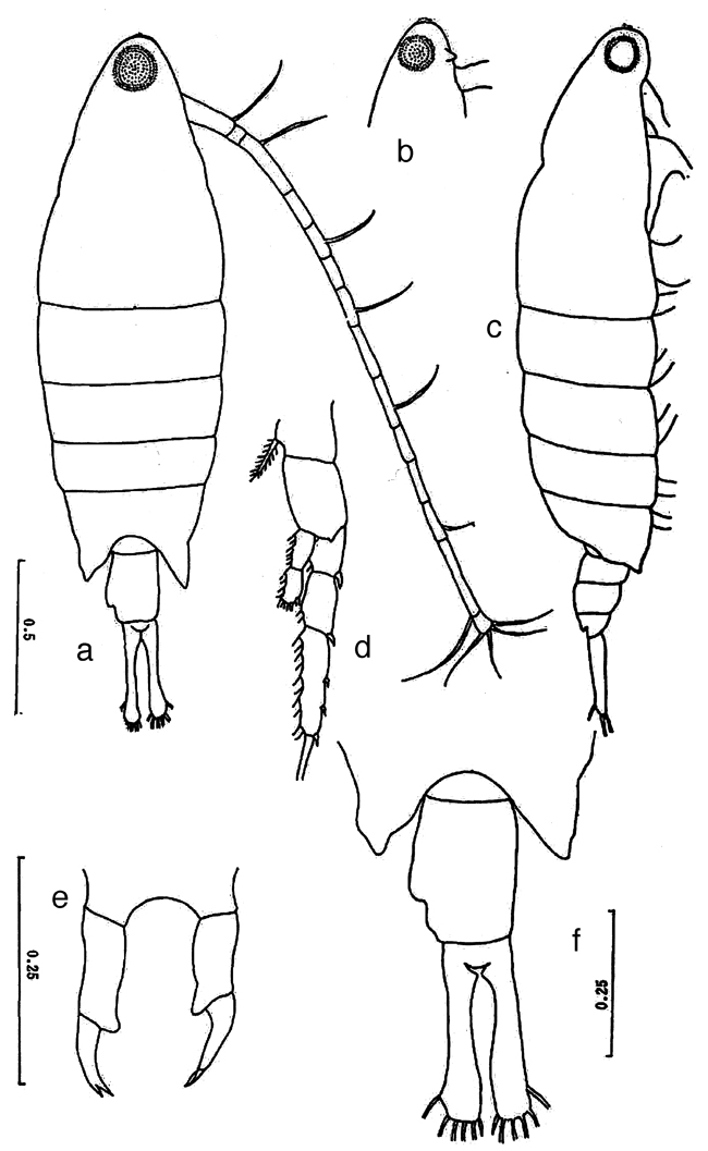Espèce Tortanus (Atortus) sinicus - Planche 1 de figures morphologiques