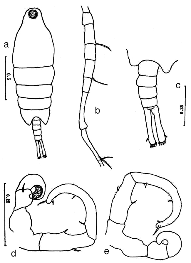 Espèce Tortanus (Atortus) sinicus - Planche 2 de figures morphologiques