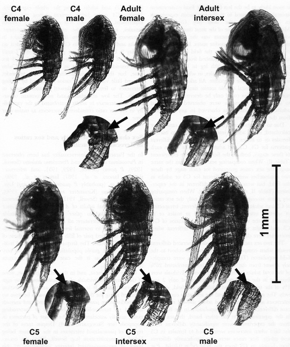 Species Acrocalanus gracilis - Plate 11 of morphological figures