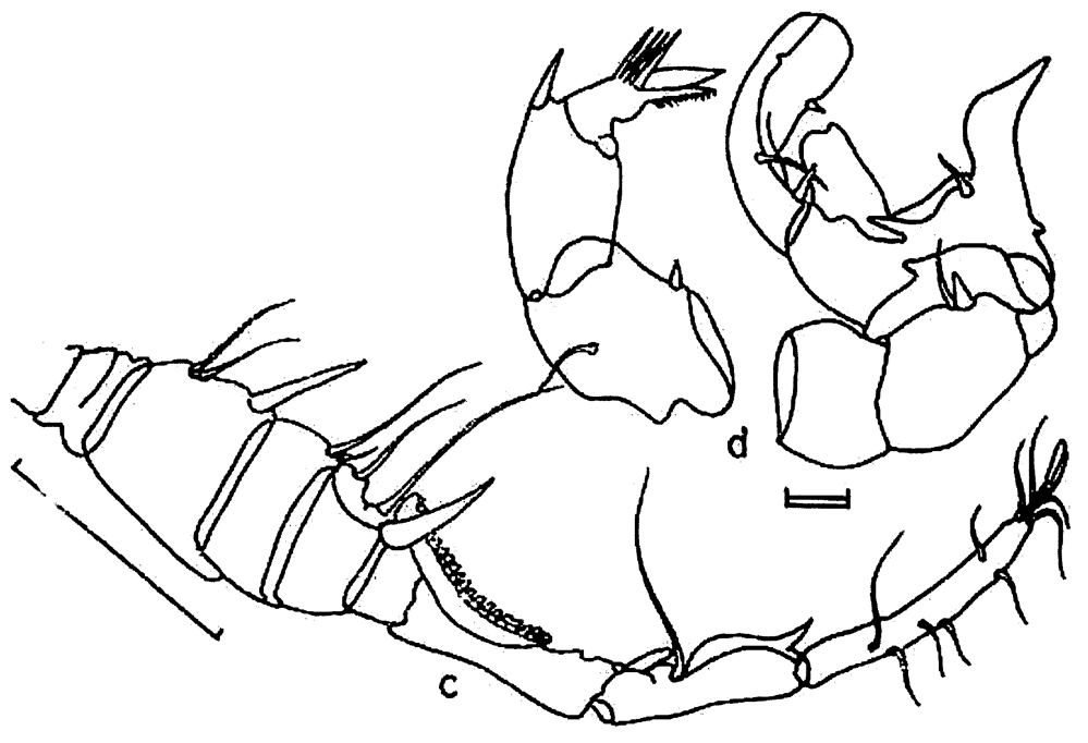 Espce Ivellopsis denticauda - Planche 4 de figures morphologiques