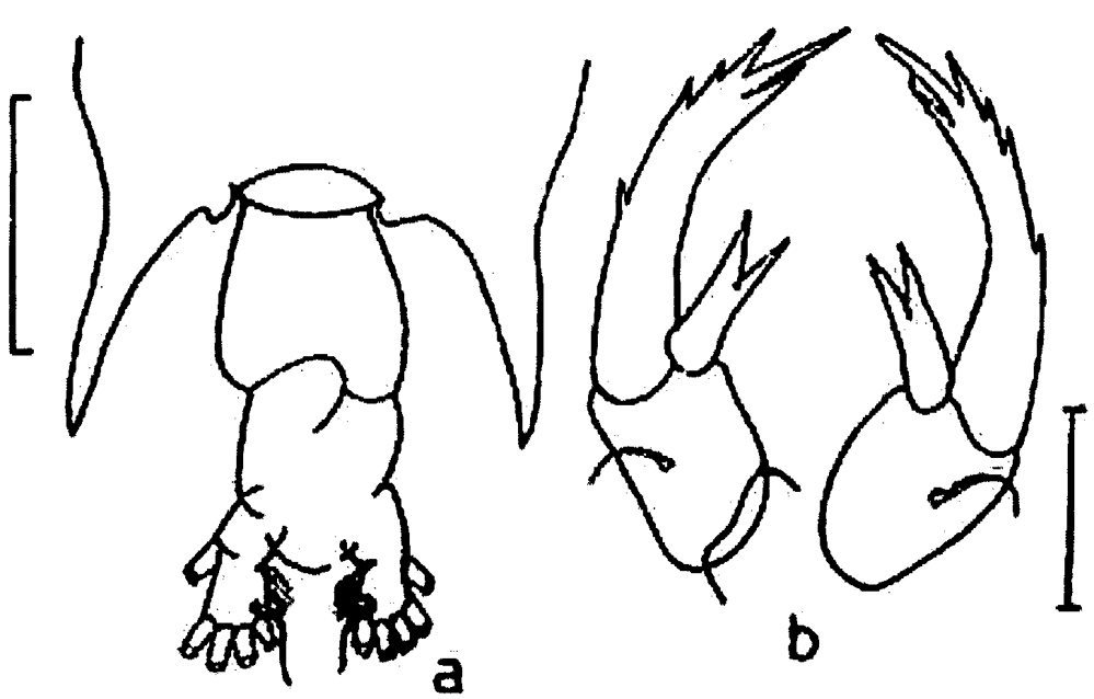 Espèce Pontellopsis armata - Planche 12 de figures morphologiques