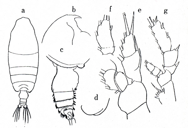 Species Pseudochirella obesa - Plate 1 of morphological figures