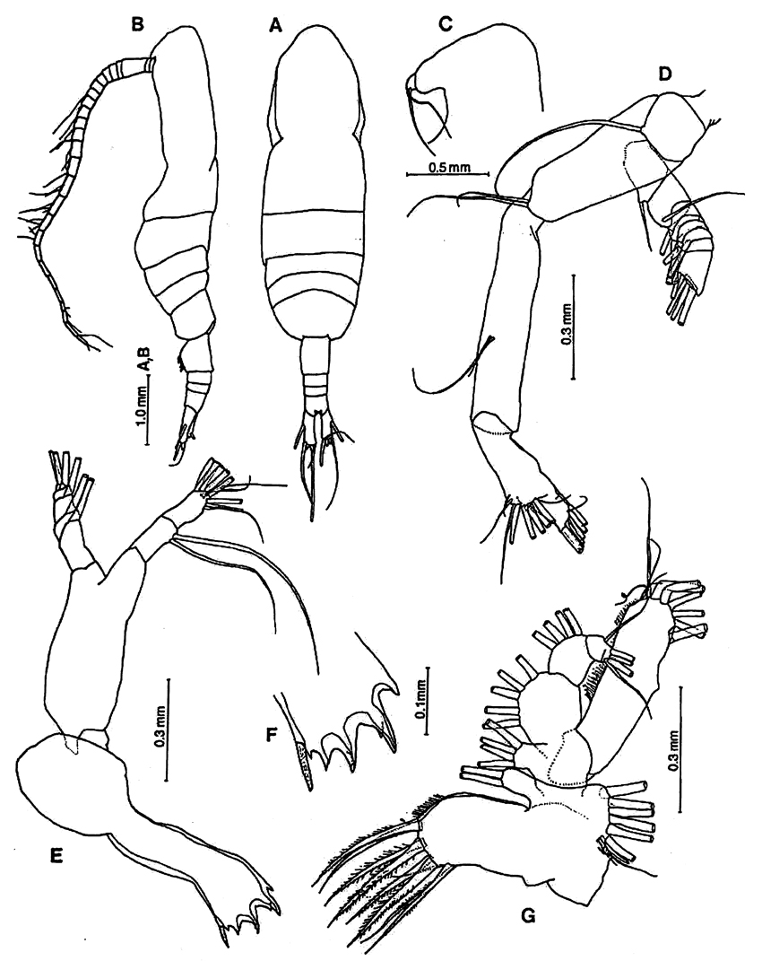 Espce Haloptilus caribbeanensis - Planche 4 de figures morphologiques