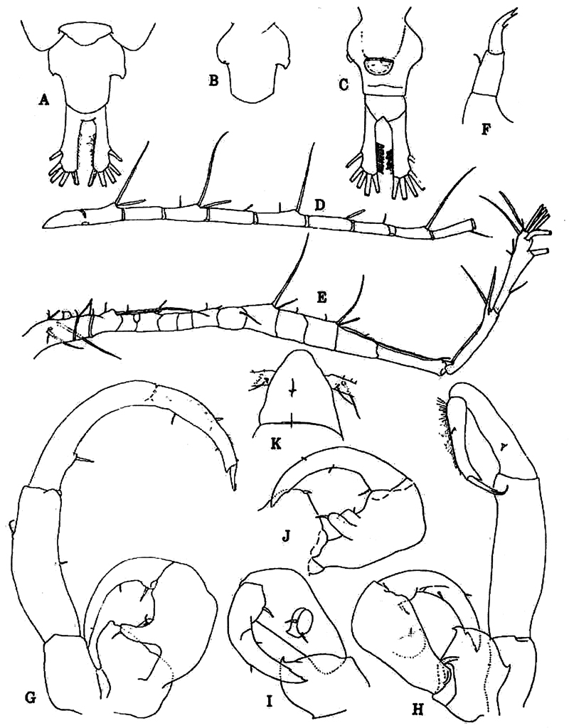 Espèce Tortanus (Atortus) recticaudus - Planche 4 de figures morphologiques