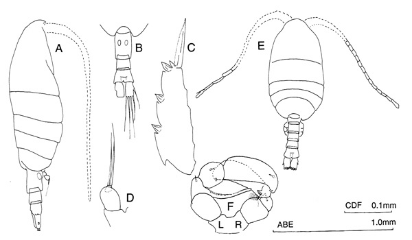 Species Metridia brevicauda - Plate 2 of morphological figures
