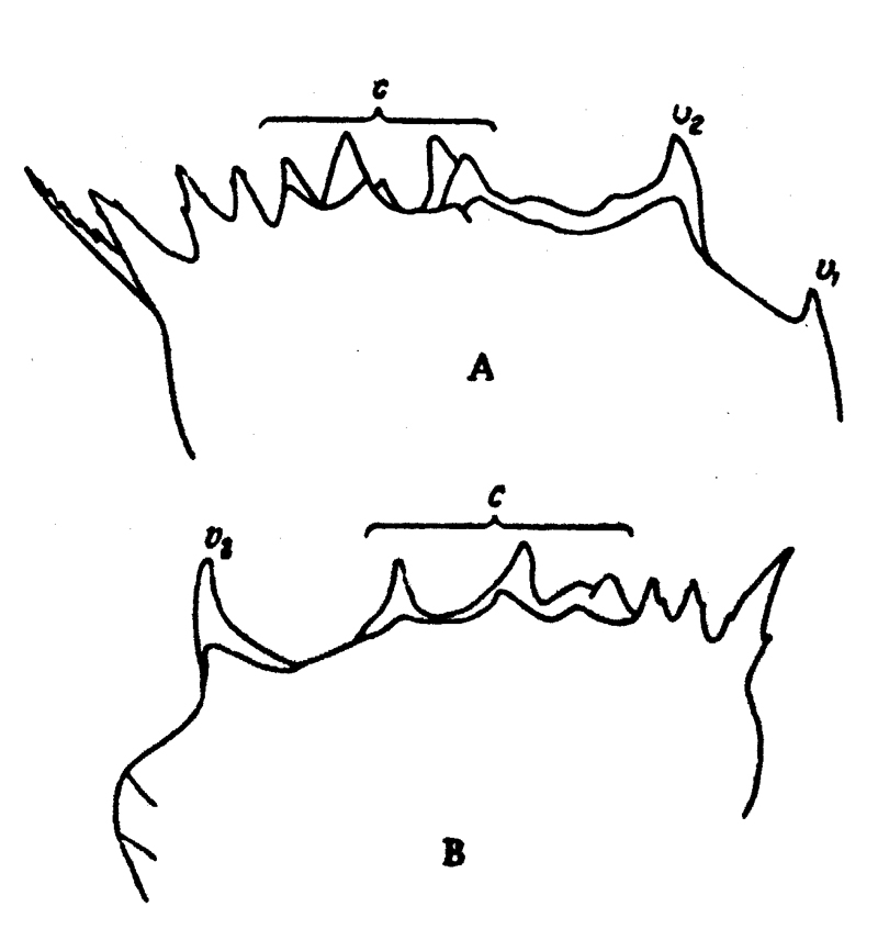 Espce Neocalanus plumchrus - Planche 31 de figures morphologiques