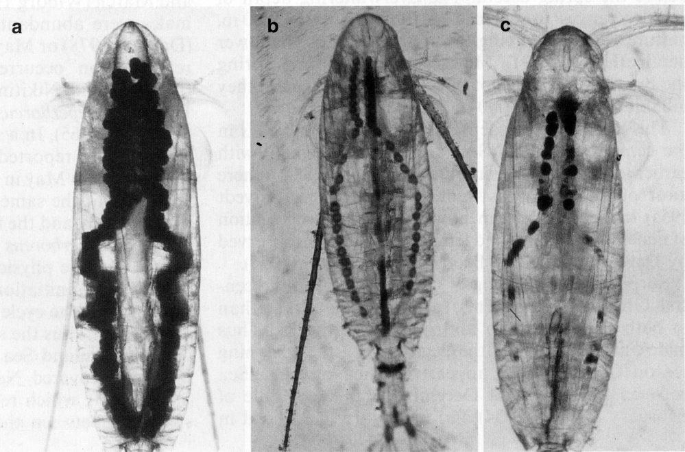 Species Calanus hyperboreus - Plate 13 of morphological figures
