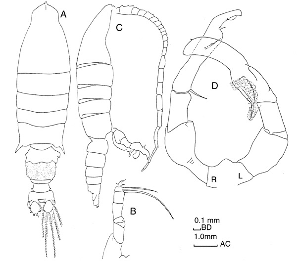 Espce Gaussia princeps - Planche 1 de figures morphologiques