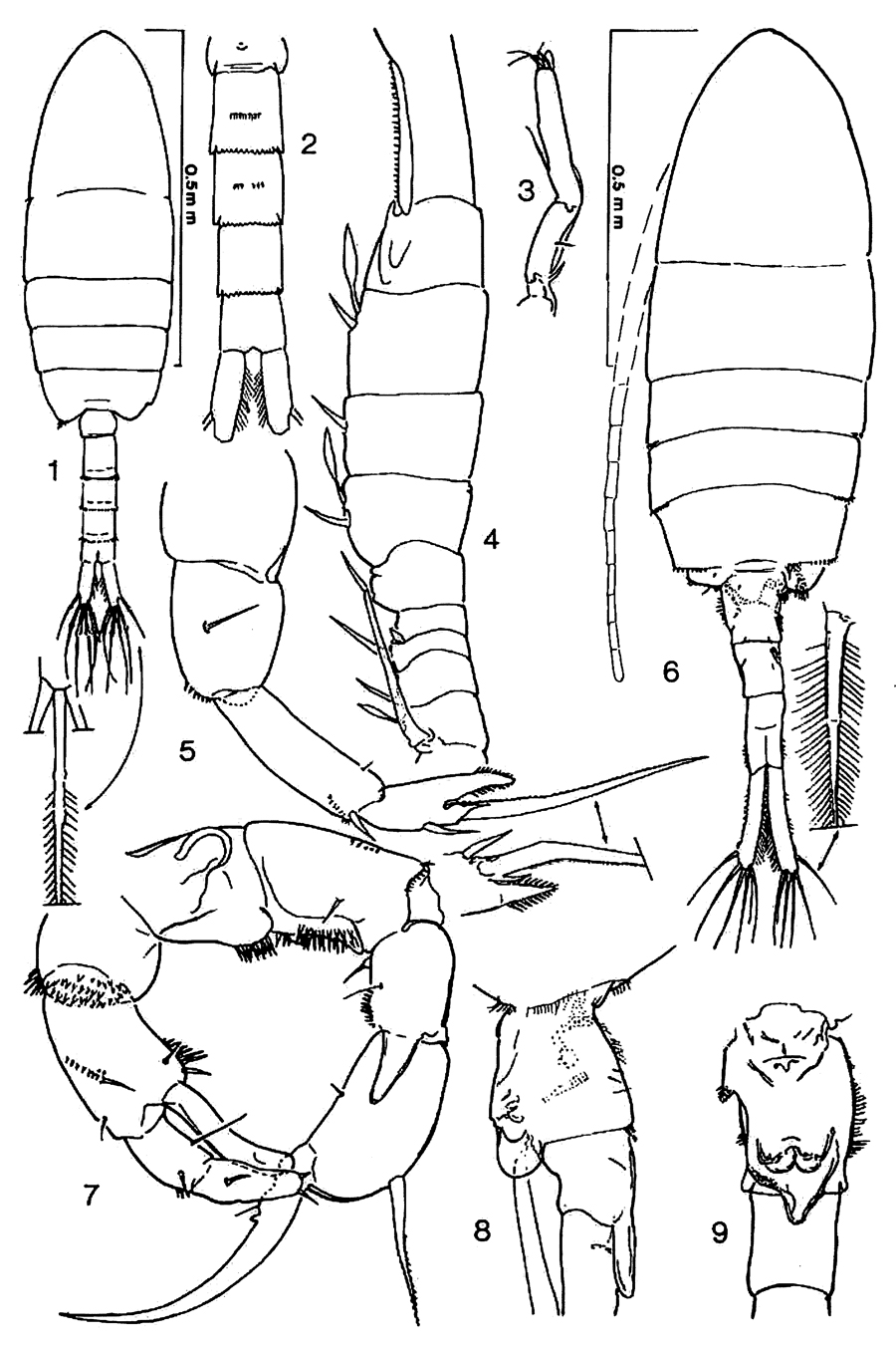 Species Pseudodiaptomus marshi - Plate 4 of morphological figures
