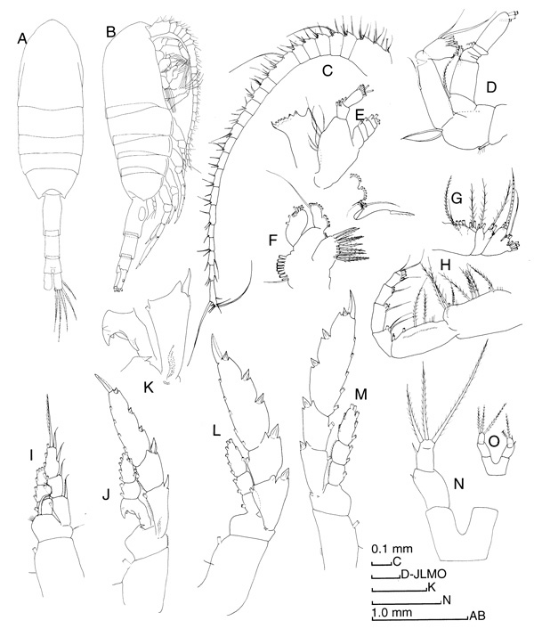 Species Metridia lucens - Plate 2 of morphological figures