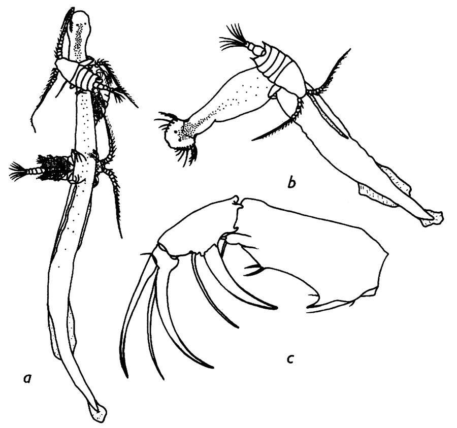 Espce Candacia bradyi - Planche 6 de figures morphologiques