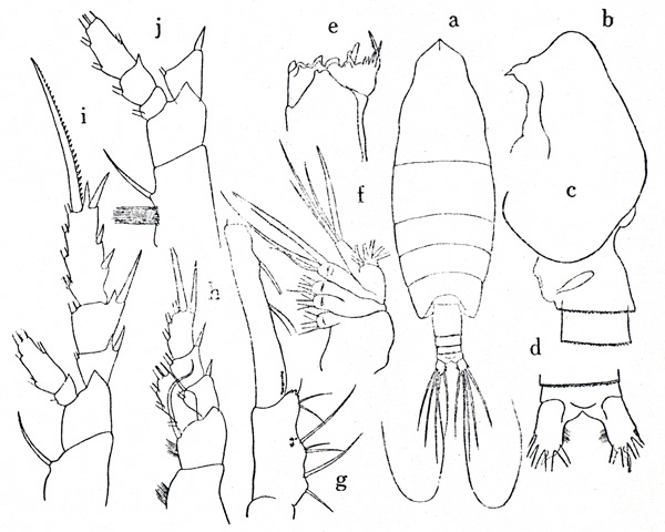 Espce Chirundinella magna - Planche 1 de figures morphologiques