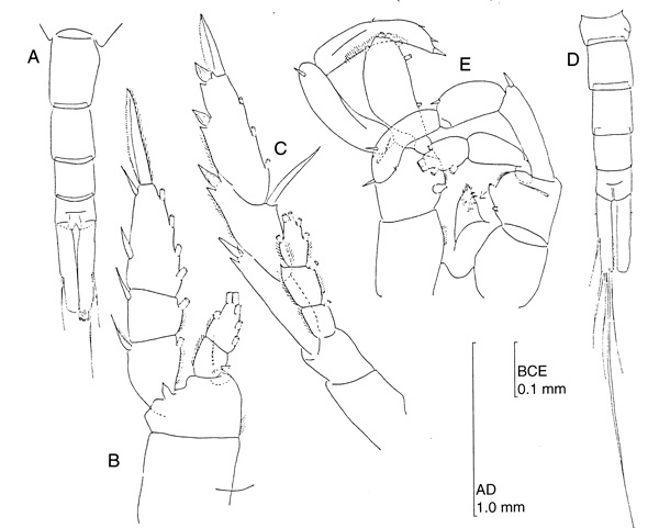 Species Lucicutia magna - Plate 2 of morphological figures