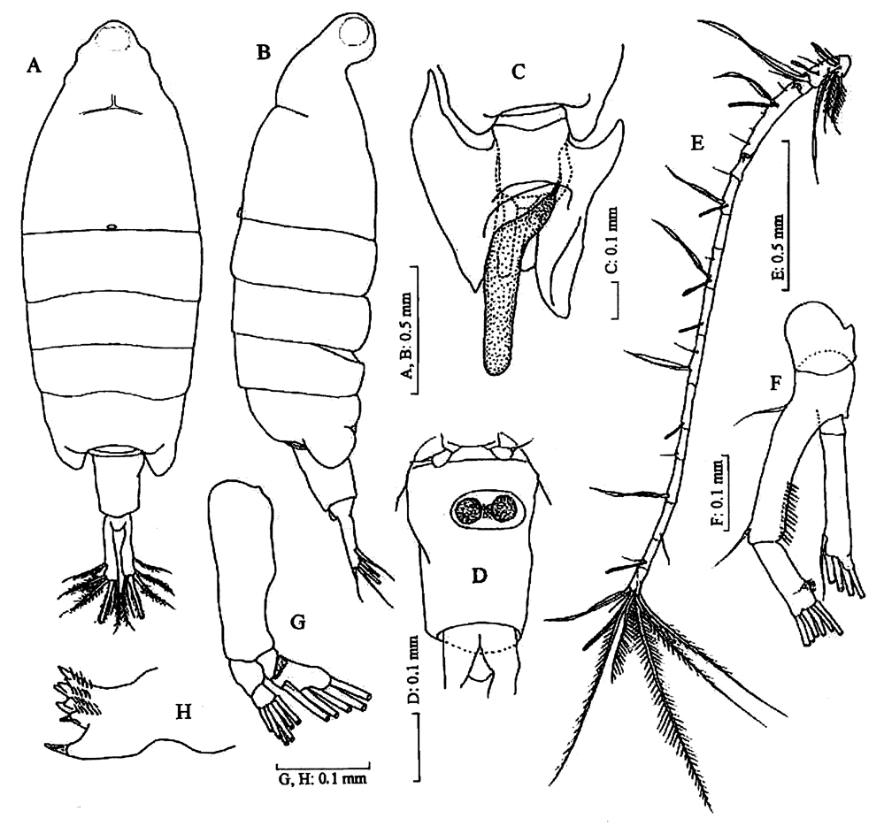 Espèce Tortanus (Atortus) vietnamicus - Planche 1 de figures morphologiques